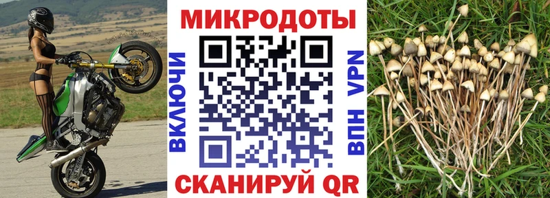 Псилоцибиновые грибы Psilocybine cubensis Бутурлиновка